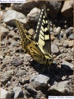1018-Machaon Papilio machaon