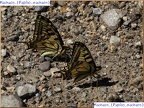 1019-Machaon Papilio machaon
